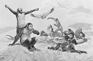 Mcbride: Homo habilis in action