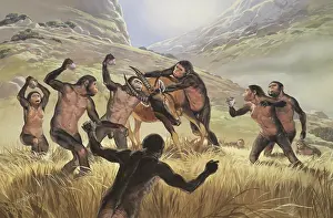 Mcbride: Homo habilis in action