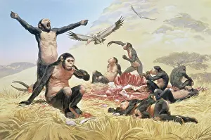 Mcbride: Homo habilis in action