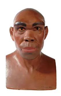 Simia: Homo heidelbergensis, Rhodesian or Broken Hill Man