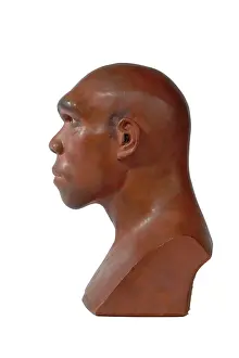 Simia: Homo heidelbergensis, Rhodesian or Broken Hill Man