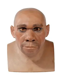 Simia: Homo neanderthalensis