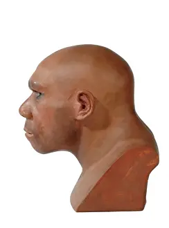 Simia: Homo neanderthalensis, neanderthal man