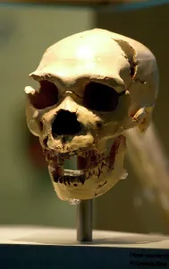 Anthropologist: Homo neanderthalensis, neanderthal man