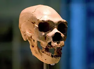 Anthropologist: Homo neanderthalensis, neanderthal man