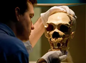 Anthropologist: Homo neanderthalensis, neanderthal man