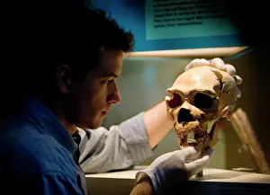 Anthropologist: Homo neanderthalensis, neanderthal man
