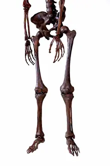 Femur: Homo neanderthalensis, Neanderthal Man skeleton