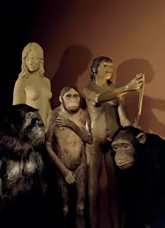 Chimp: Homo sapiens, Australopithecus, Neanderthal and Pan troglody