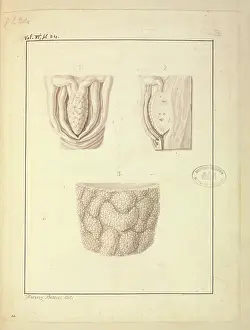 1828: Homo sapiens Clitoris
