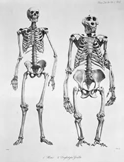 Simia: Homo sapiens, human and Gorilla gorilla, western gorilla