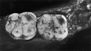 Forgery: Homo sapiens molars (Piltdown 1)