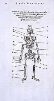 Belon: Homo sapiens skeleton