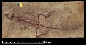 Kimmeridgian: Homoeosaurus maximiliani
