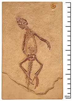 Rhynchocephalia: Homoeosaurus maximiliani