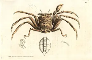 Elford: Homola barbata crab