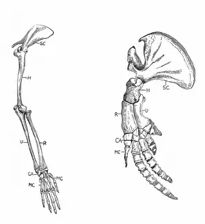 Although: Homology: A: Fore-limb of monkey. B: Fore-limb