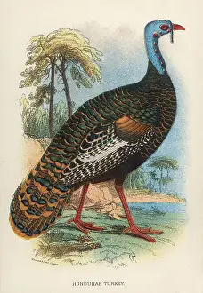 Turkeys: HONDURAS TURKEY