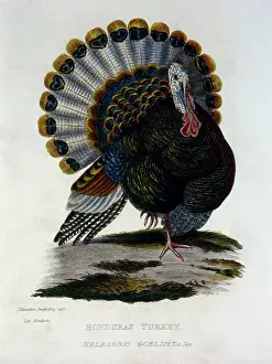 Meleagris: Honduras Turkey (Meleagris ocelisata)