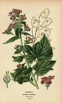 Honesty: Honesty, Lunaria annua