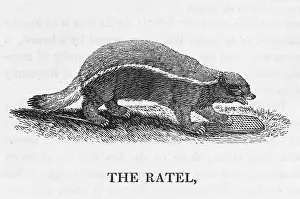 Fond: Honey Badger - Bewick engraving