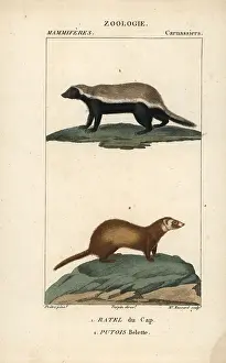 Capensis: Honey badger, Mellivora capensis, and least