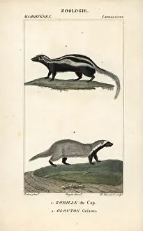 Capensis: Honey badger, Mellivora capensis, and grison
