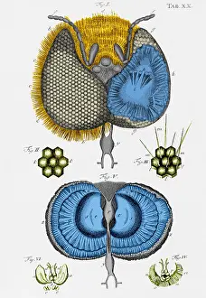 Honey: Honey Bee Eye. 17th Century