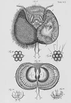 Apis: Honey bee eye