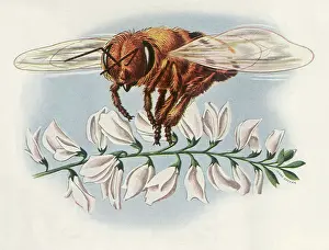 Arthropods: Honey Bee and Flowers