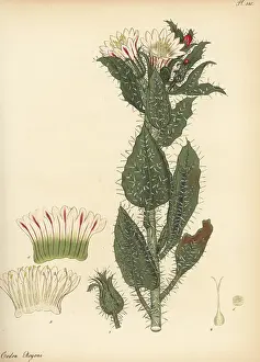 Hammersmith Nursery: Honey bush or white nectarcup, Codon royenii
