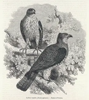 Buzzard: HONEY BUZZARD 1862