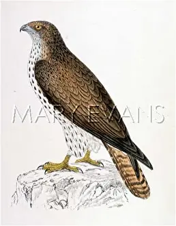 Pernis: HONEY BUZZARD