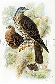 Pernis: HONEY-BUZZARD (SHARPE)
