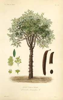 Trois: Honey locust or thorny locust tree, Gleditsia triacanthos