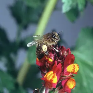 Honeybee: Honeybee visiting a flower