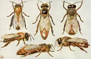 Graceful: Honeybees