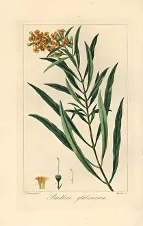 Bessa: Honeybell, Freylinia lanceolata, native to South Africa