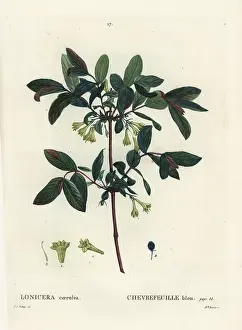 Poupee: Honeyberry, Lonicera caerulea