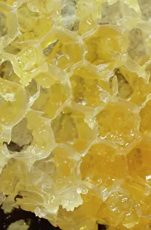 Honeycomb: Honeycomb of Apis sp. honeybee