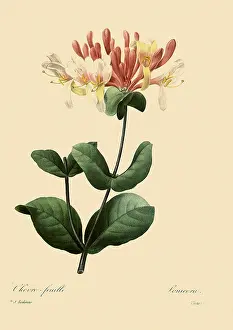 Honeysuckle: Honeysuckle