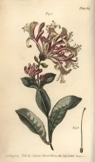 Lonicera: Honeysuckle, Lonicera caprifolium