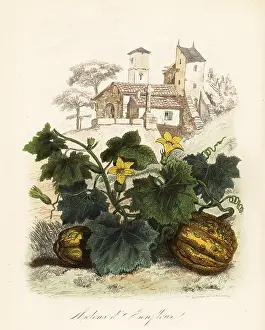 Achille Comte: Honfleur melon, Cucumis melo