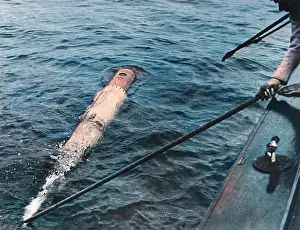 Robert Hunt Library: Hong Kong Torpedo