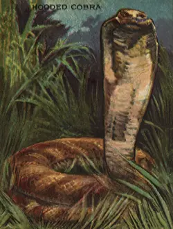 Hooded: Hooded Cobra