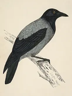 Corvus: Hooded Crow