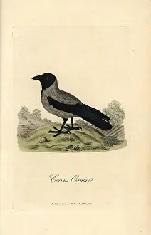 Cornix: Hooded crow, Corvus cornix