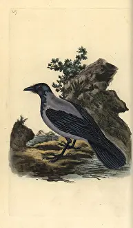 Cornix: Hooded crow, Corvus cornix