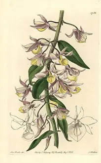 Dendrobium: Hooded dendrobium orchid, Dendrobium cucullatum