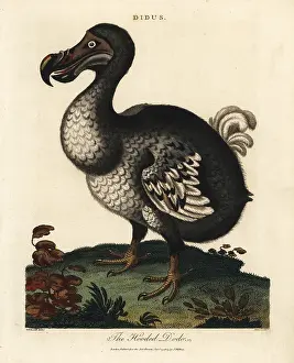 Cucullatus: Hooded dodo, Raphus cucullatus, extinct flightless bird